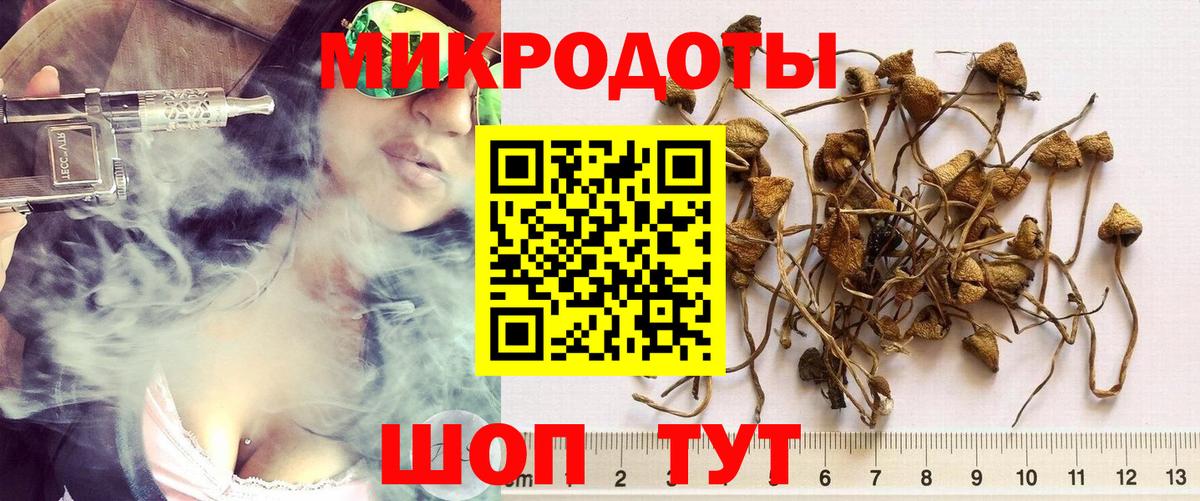 Галлюциногенные грибы Psilocybe Ржев